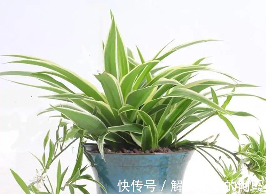 我来告诉你十大好养又有益于身体健康盆栽,室内养花的绝佳选择