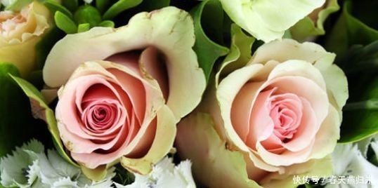 喜欢三角梅,不如养盆“精品玫瑰”舞后玫瑰,花中皇后,高贵优雅