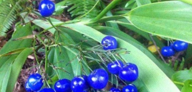 文帝|此草有剧毒,看到千万要注意,不要乱采摘,毒性可用来制成老鼠药