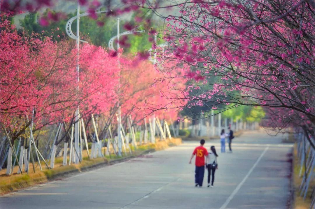 湖北人|春节，韶关人的赏花地图