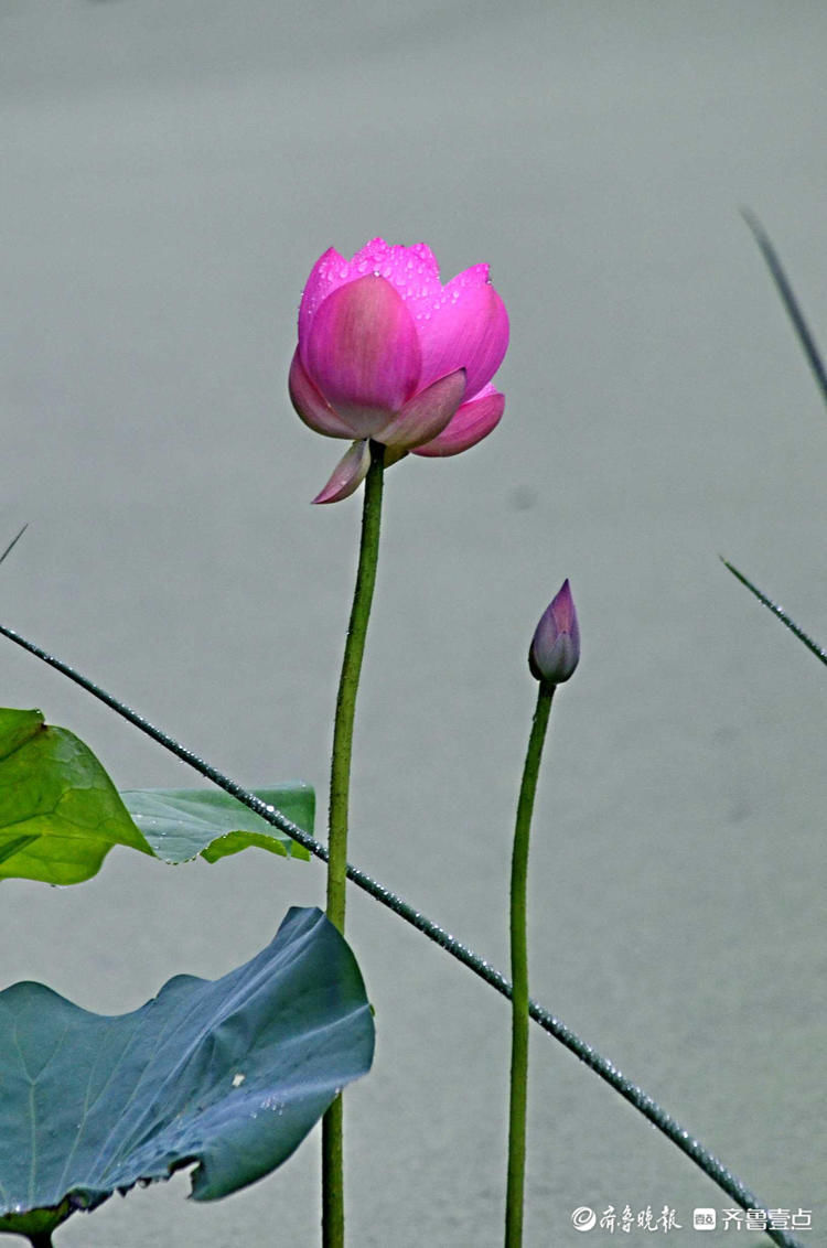 雨中来赏花！济南泉城公园荷花带雨，娇艳欲滴别样美|情报站| 齐鲁壹点