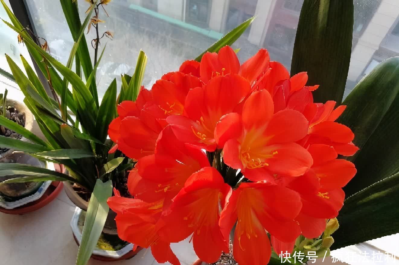 3种“懒人花卉”,不用勤浇水施肥,也能快速生长花很漂亮