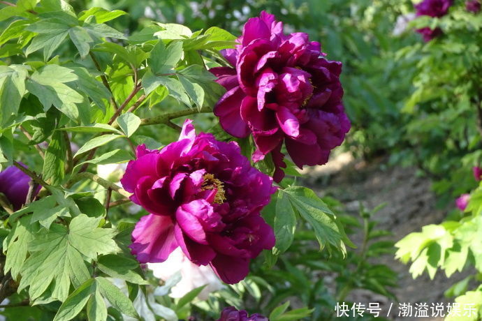 紫罗兰|“牡丹名品”岛大臣,花色红颜,花枝招展,堪称养花必备