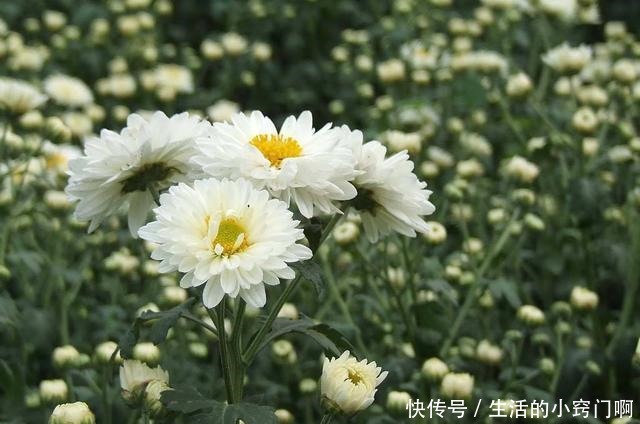 这5种花不仅好看,还能当药材来用!很养人!