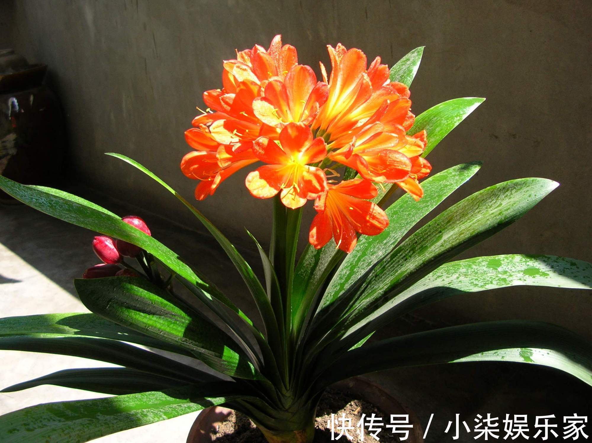 什么属相养什么“花”,一看就明白,看看你养对了吗