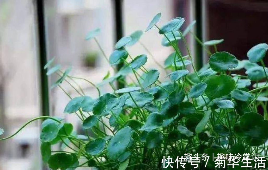 新手|这五种喜欢水的植物,随便浇水都不怕,适合新手养