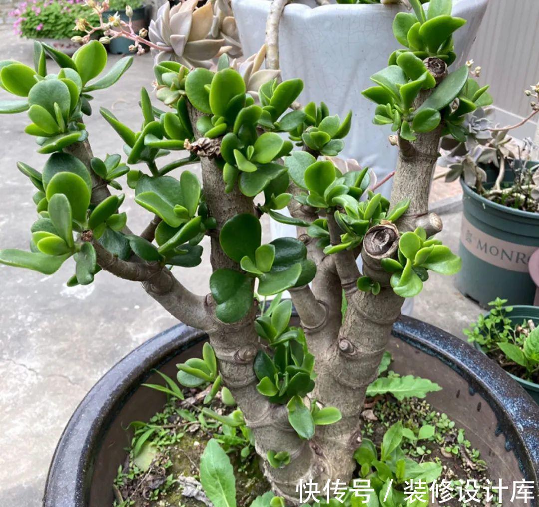 花友|7种花，现在要砍头，冲天炮变成爆炸头