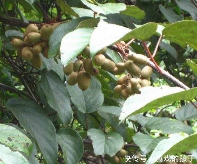 农村|此3种野果营养丰富,农村人都很难吃到,城里人更没有口福