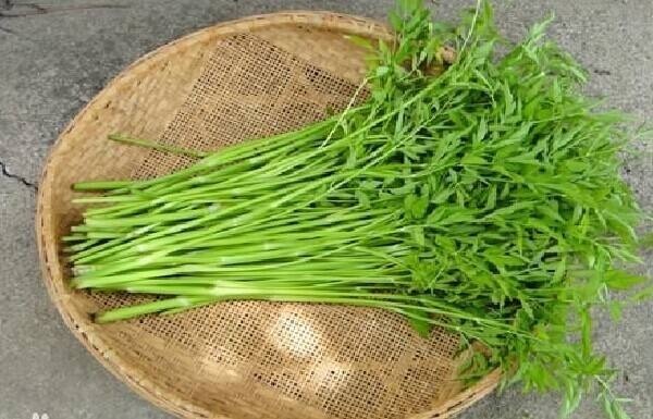 水芹菜|40岁女性坚持吃3种食物，美容养颜、延缓衰老，身体棒棒哒！