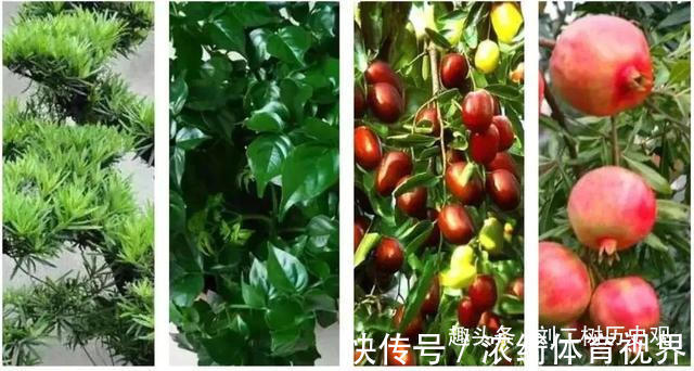 “四树进宅,镇宅旺财”,这4种吉祥植物家里一定要有一盆