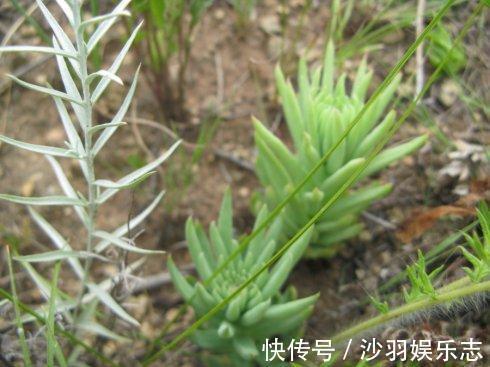 在农村的房顶上这种草处处可见,记得不要拔掉,用途很大