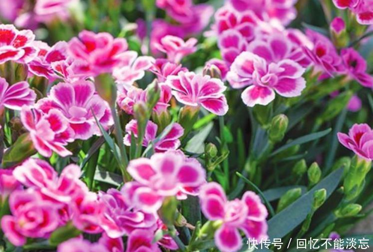 4种漂亮花,好养易活能爆盆,花期长花量大,漂亮有气质