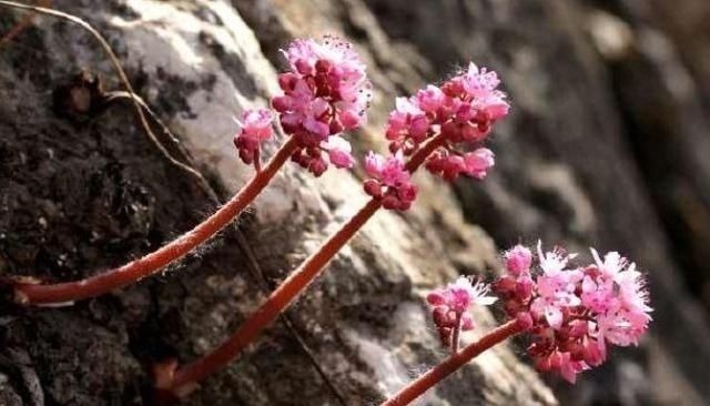 长在石头缝里的开花植物，遇见一棵你就发大财了，来看看你见过吗