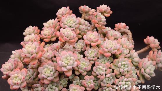 多肉植物|养了3年的多肉劳尔,长成老桩香味迷人,方法简单适合新手
