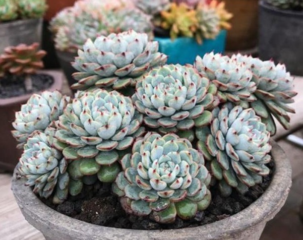 多肉长势差给它喂上“大补肥”，叶片肥又嫩，爆盆不难