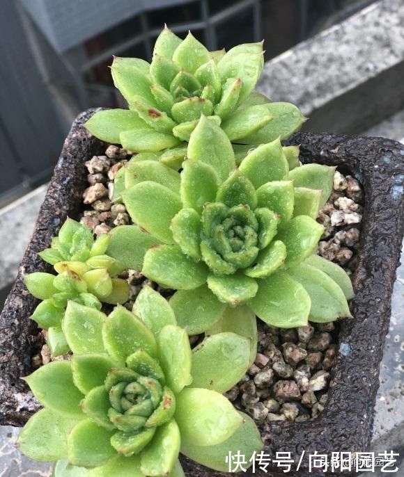 水肥|多肉也有水货，温室大棚里的产物，买回家就腐烂，死亡率超高