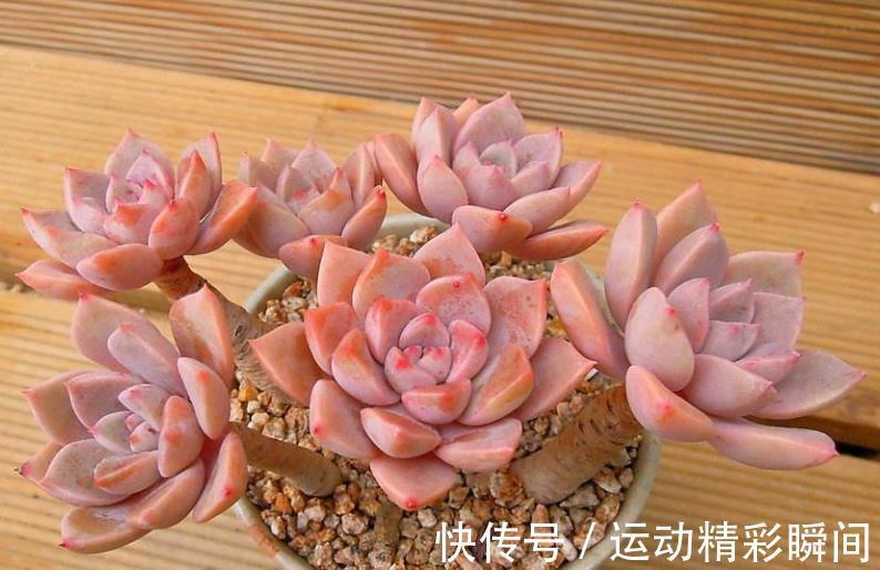 多肉红粉佳人,凭借3个优点让人爱不释手,喜欢多肉别错过