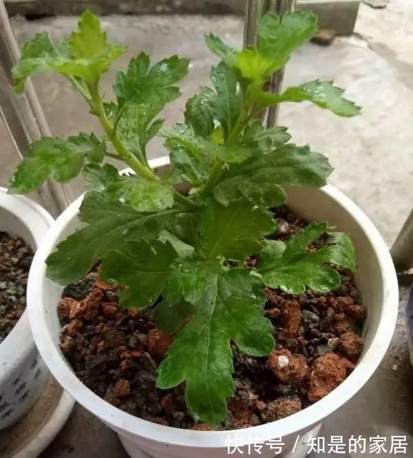 多元素|5种“漂亮花”，秋天乱修剪？小心来年，一年没花看