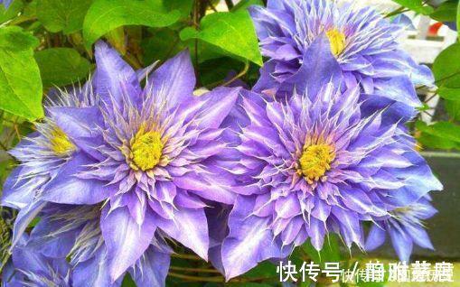 4种花越看越喜欢,比切花玫瑰还美,开花勤快