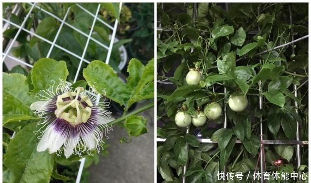 此水果可以阳台盆栽，好养易活，结果超多，种植一次，年年有果吃！