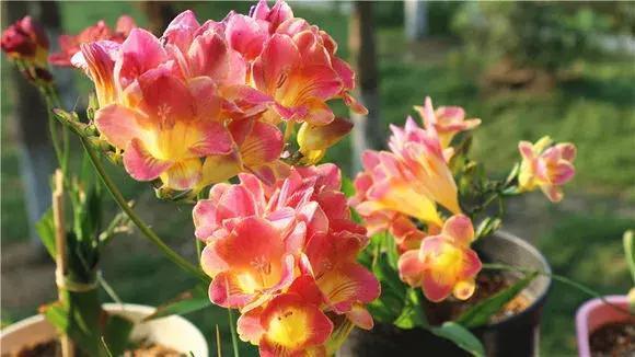 3种花比香水好闻,随便养1盆,异味跑光光,家里清香四溢!