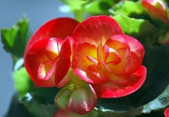 花瓣|9月3日-9月19日，庭院选这几款花，花朵大花期长，花开美艳绝伦