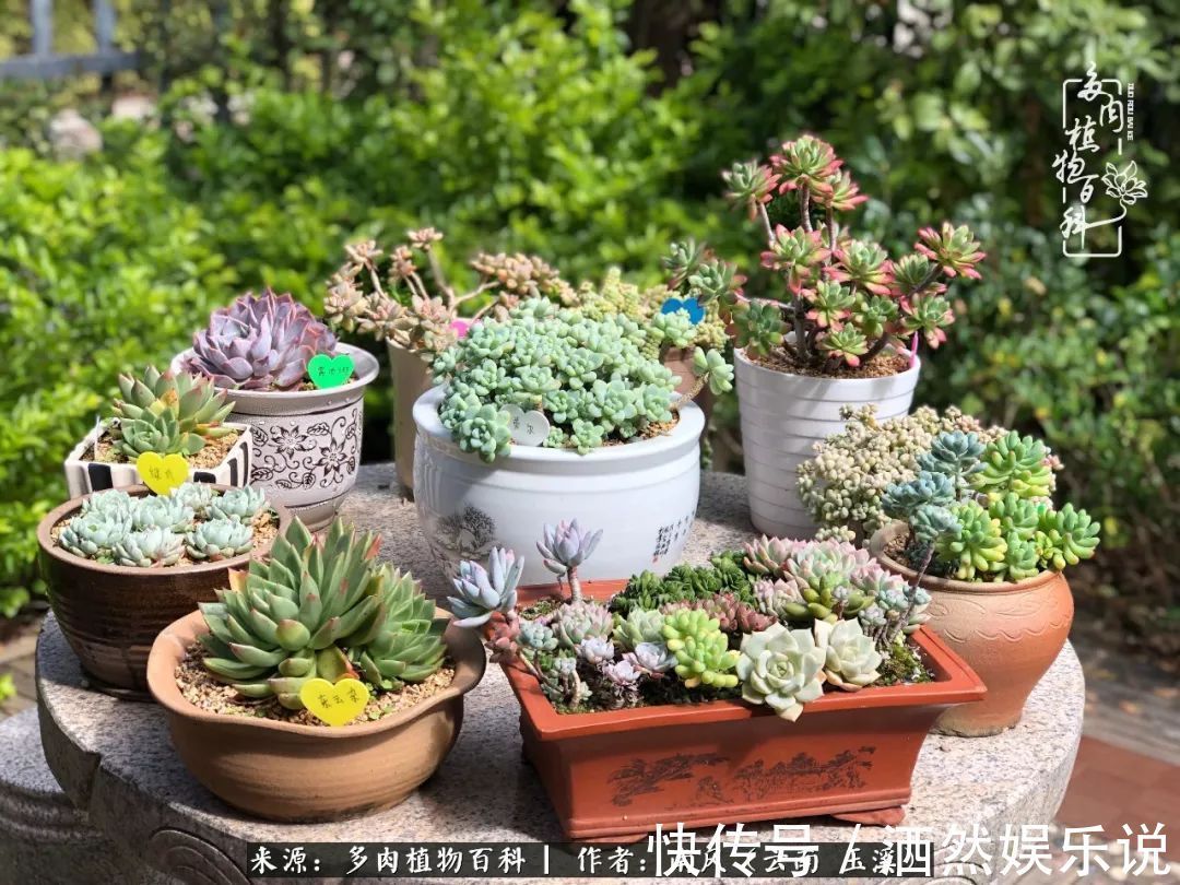 肉友|深秋里,种多肉、赏多肉、会肉友,马不停蹄快乐多!