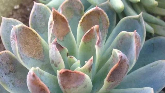 2个“配方”专治长残的多肉,晒伤,黑腐化水一并解决,夏季必备