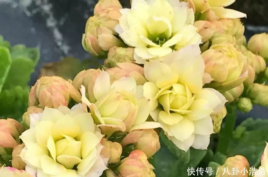 花期|45种长寿花,个个都是高颜值,家里养几盆,美得移不开眼