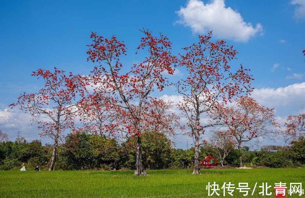 昌江木棉花绽放枝头 吸引八方来客|原创组图 | 昌江