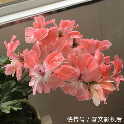 阳台种了30多种天竺葵,美不胜收,客人来了都舍不得走