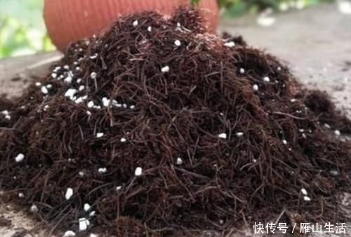 花肥|怎么调节、疏松土壤?巧用这2样,植物长势可轻松得到改善