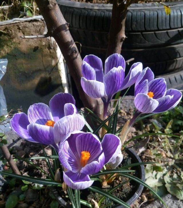 西红花|告别绿萝吊兰，此花更好养，丢土里就行，漂亮有芳香，是盆栽佳品