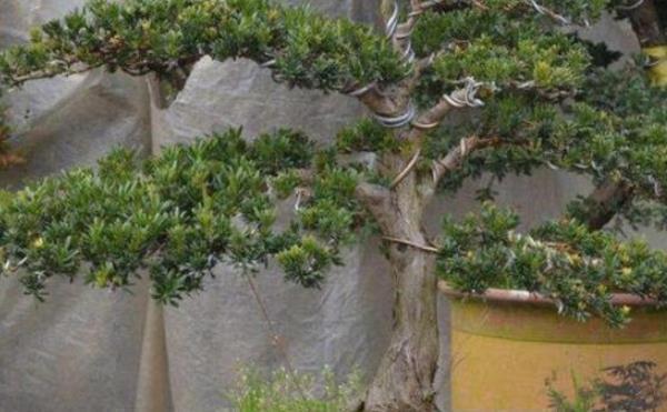 罗汉松|都说这种树很贵，剪根枝条插土里，竟然不到半年能成盆栽