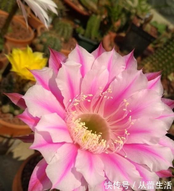 养花土里加点料，肥的流油，从来不板结，开花太猛了