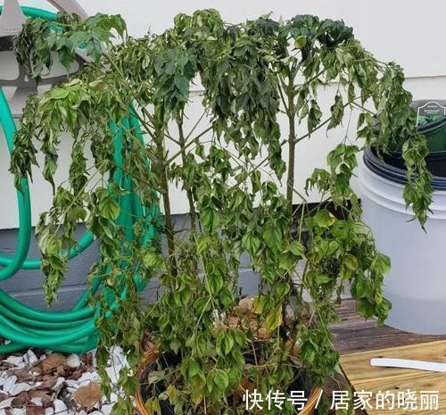 盆栽|盆栽幸福树掉叶枯叶的三大原因，教你辨别和挽救它