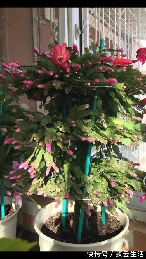 蟹爪兰不开花,盆里扔个“蛋”,变成“钢锯叶”,花开满枝头!