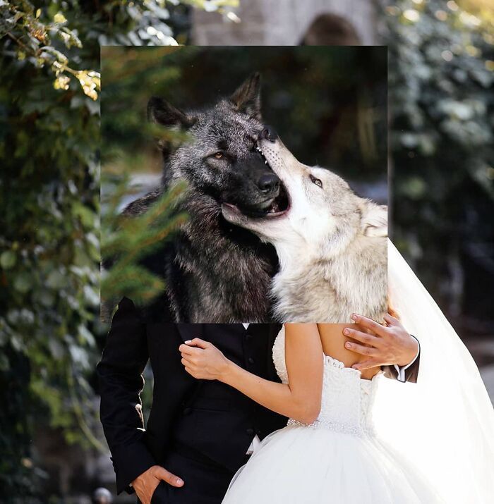 白雪公主!一组艺术家的疯狂照片拼贴画,白雪公主喝多也吐,建国的发现