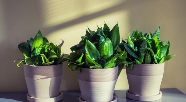 伤根|室内养虎皮兰,最怕这3种要命水,很容易伤根养死了