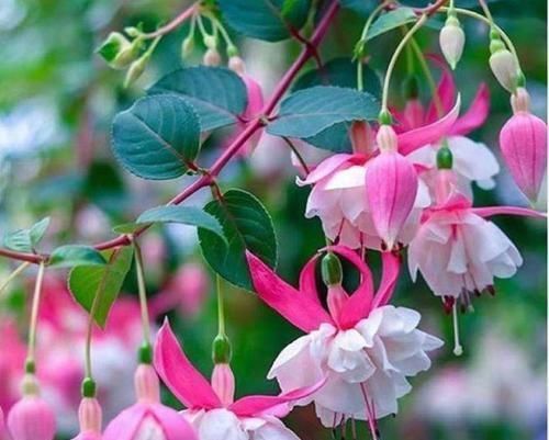 4种福运花,自带福气好养活,谁见了都喜欢,婀娜多姿