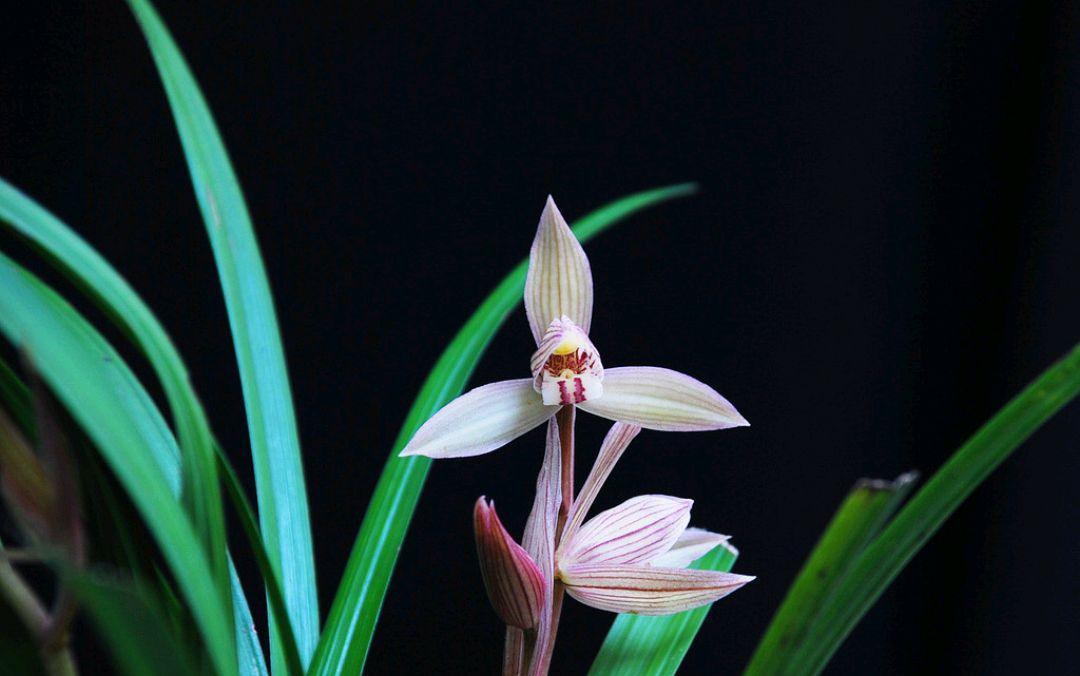 深秋后管理兰花，做对几点很关键，做不对兰花很难开花