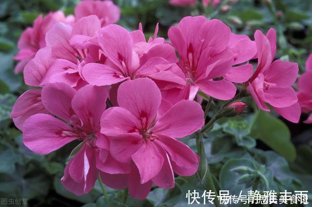 天竺葵|她家只养一种花,一年四季有花赏,原因是做好了四件事