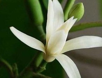 此花“天下第一香”,比果树好养,埋土活,净化空气是绿萝的10倍