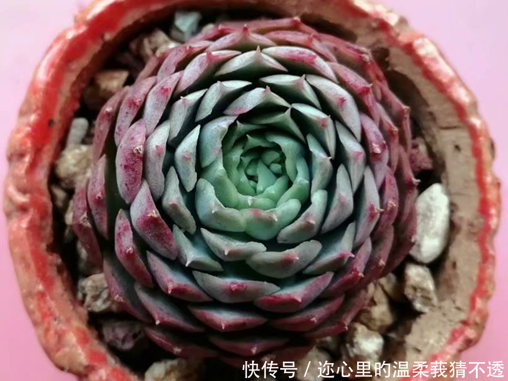 养多肉经常走进的3个误区,大胆走出来,你的多肉会越来越美