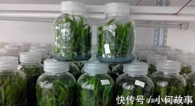 新手养兰这些兰花不能买