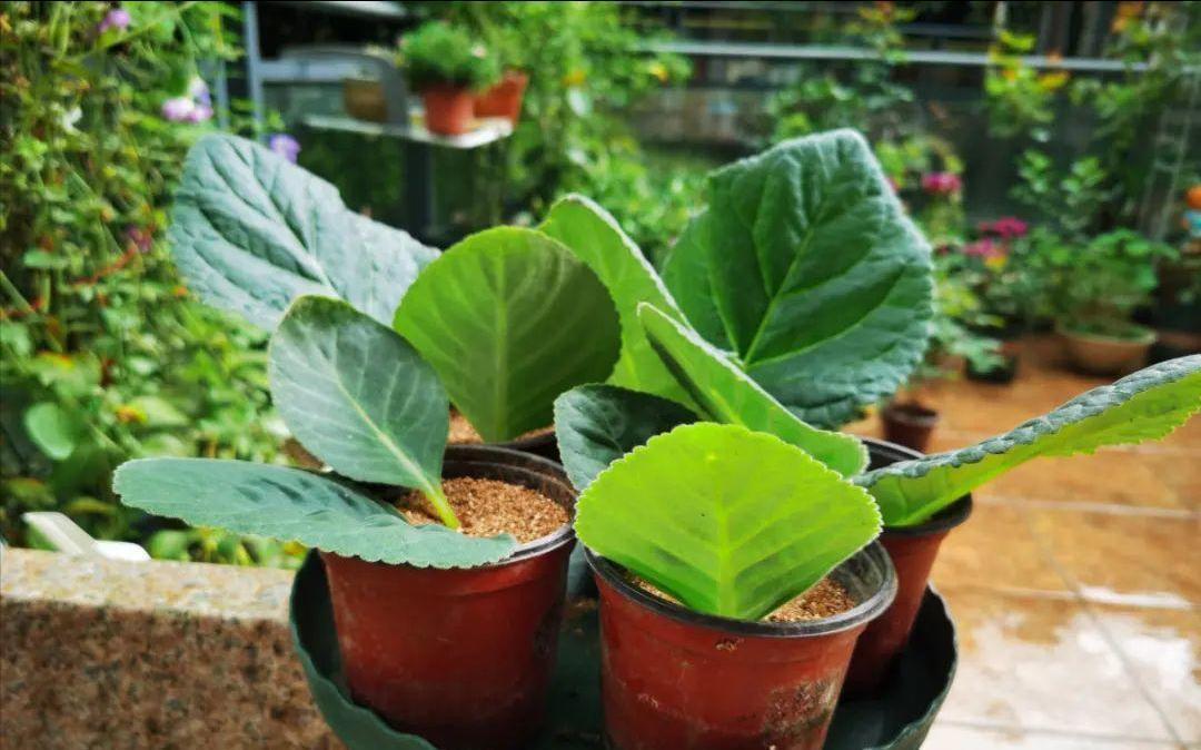 5种“洋气”花,趁着“天冷”快扦插,生根快,开花早,真省钱