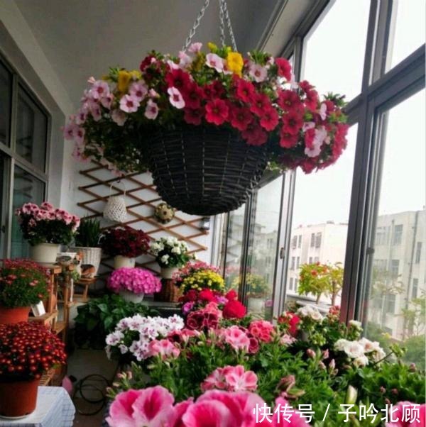 养花有3个“讲究”,执行到位,家里院子和露台“美如仙境”!