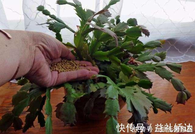 浇水|蟹爪兰“半死不活”蔫蔫的？3个技巧，叶片杠杠厚，冬天又开花