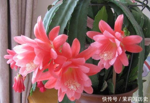 此花,花型硕大开花不见叶,颜值超荷花,比绿萝好养!