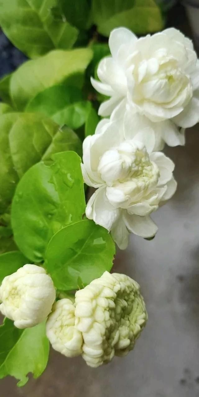 季度|养好茉莉花,关键在一个“摘”,能开两个季度,白色花瓣挂满花盆